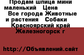 Продам шпица мини маленький › Цена ­ 15 000 - Все города Животные и растения » Собаки   . Красноярский край,Железногорск г.